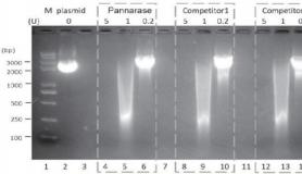 plasmid-dna-digestion-assay.jpg