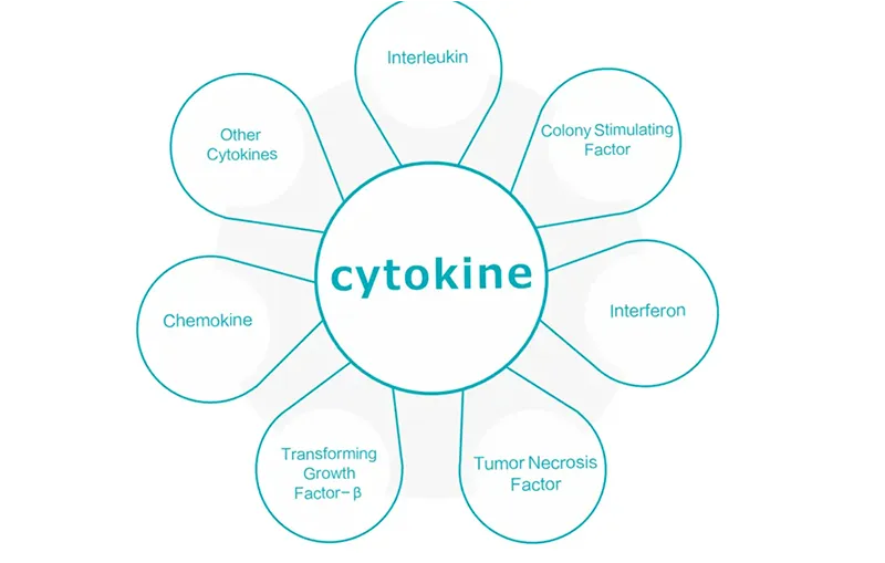 Improved Cytokines IL-15 PRO