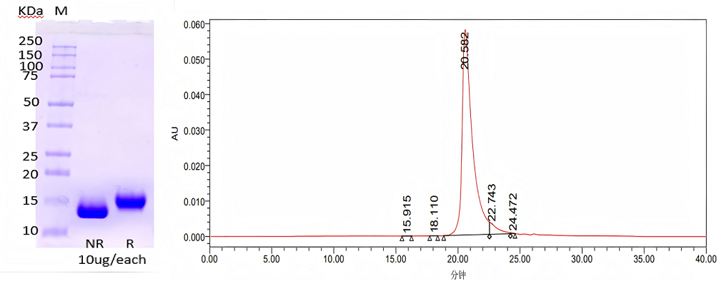 il-15pro-sds-page-and-sec-hplc-purity-analysis.png