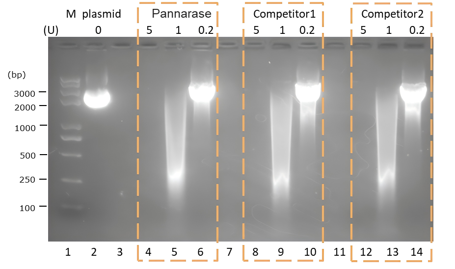 plasmid-dna-digestion-assay-01.png