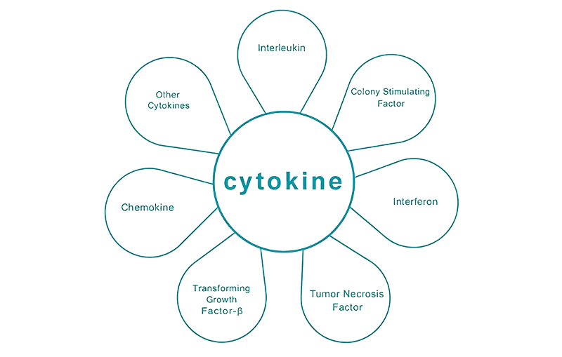 Cytokine Series
