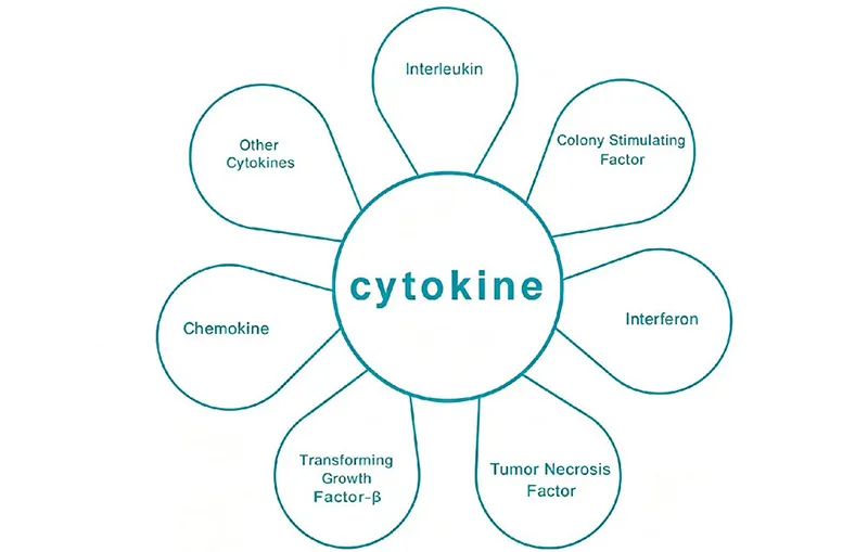 Tpo Cytokine
