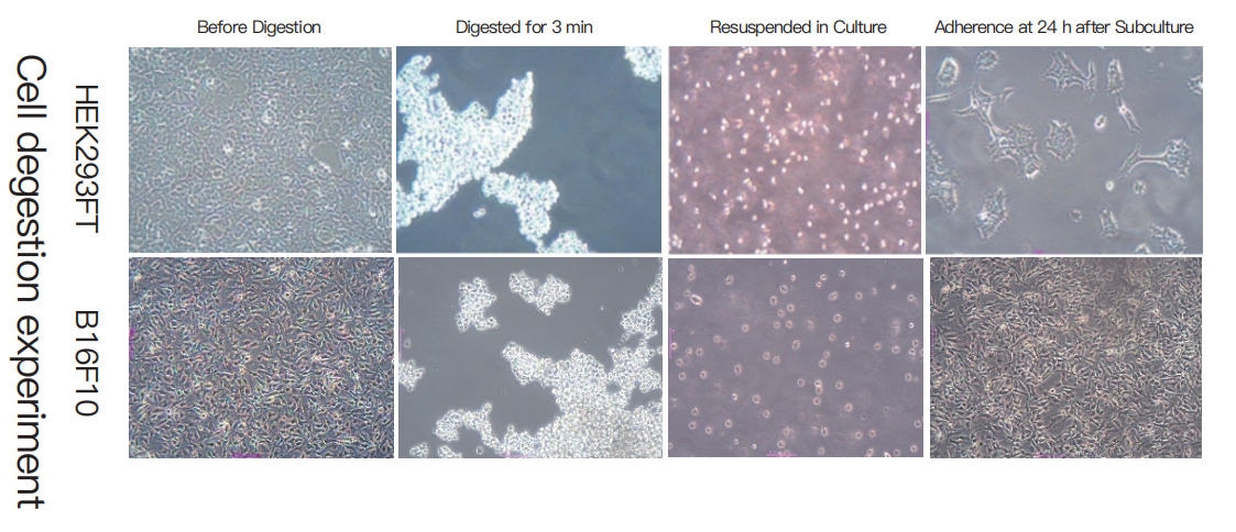 Cell degestion experiment