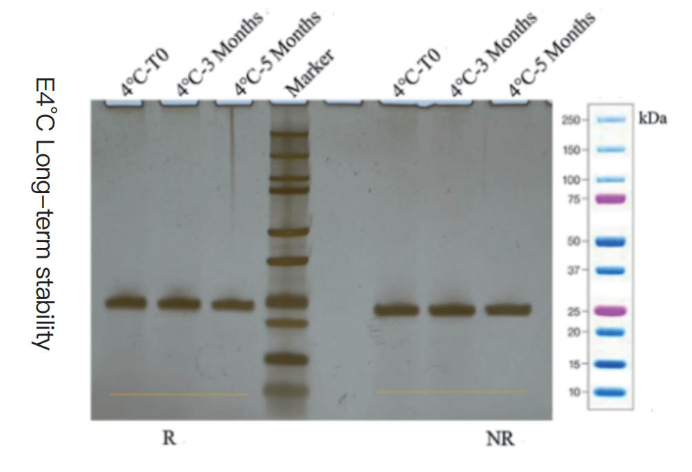 E4 ℃ Long-term stability